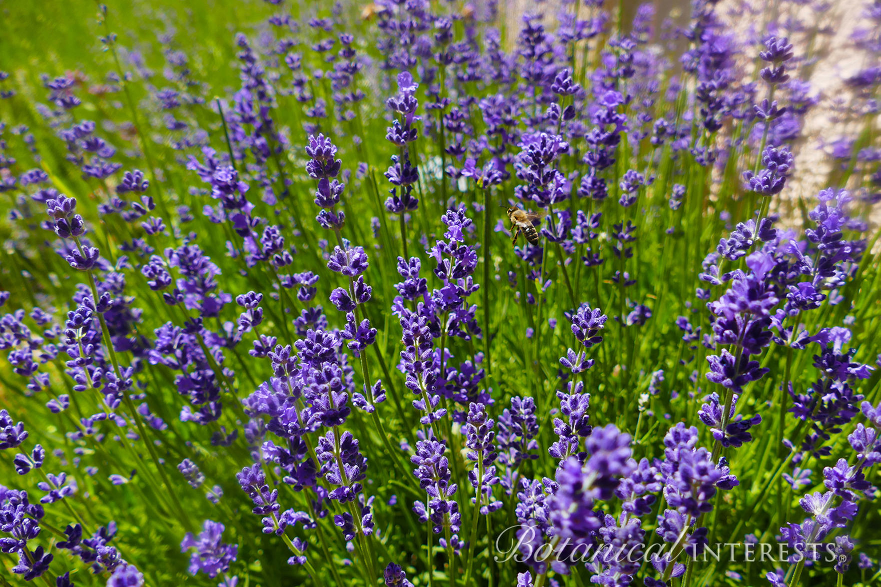 Lavender_Munstead_BotanicalInterests.jpg